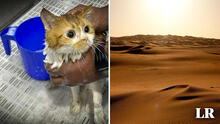 Más de 140 gatos son abandonados en desierto de Abu Dabi, bajo temperaturas de hasta 40 grados