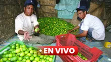 Precio del limón HOY 12 de octubre: ¿cuánto cuesta el kilo en Lima y regiones del Perú?