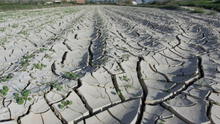 FAO: se han perdido US$3,8 billones en cultivos y ganado por catástrofes en los ultimos 30 años