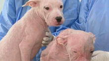 Maltrato animal en Miraflores: rescatan a 2 perritos con alopecia en estado de abandono