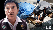 Rabia humana: ¿cómo prevenir este virus tras fallecimiento de paciente en Arequipa?