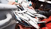 Autorizan la pesca exploratoria de anchoveta desde este sábado 21 de octubre