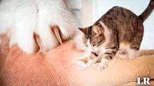 ¿Por qué los gatos masajean a los humanos? Esta es la insólita razón