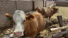 Producción de leche bajó en 50 % en Lambayeque