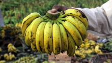 El plátano más exportado en América Latina se encuentra al borde del peligro de extinción
