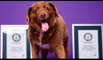 Muere Bobi, el perro más longevo del mundo: su dueño revela el secreto de su larga vida