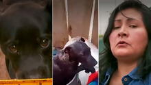Pachacamac: extorsionadores envenenan a más de 20 perros por tráfico de terrenos