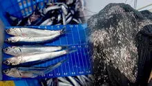 ¿Por qué no se puede pescar anchoveta si ya hay autorización? Esto dicen gremios de Piura