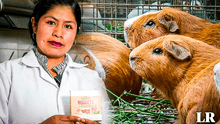 Nuggets de cuy con alpaca: una alternativa saludable, versátil y sin aditivos creada en Ayacucho