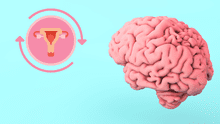Menstruación provoca cambios en el cerebro, según la ciencia