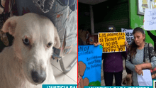 Ultrajan y torturan a perrito guardián de mercado en VMT: vecinos exigen justicia