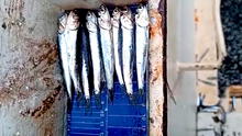 Produce evaluaría reducir la talla mínima de captura permitida de la anchoveta