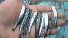 Pesca artesanal en peligro si baja la talla mínima de captura de la anchoveta