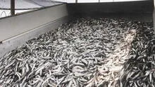 Asociación de Armadores Industriales insiste en ampliar a 30% la cuota de juveniles en la pesca de anchoveta
