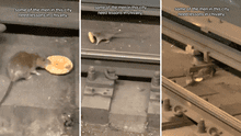 Rata encontró una dona en metro de NUEVA YORK y enternece al compartirlo con su compañera