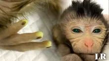 Científicos chinos crean un mono quimera de ojos verdes y dedos amarillos