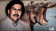 Control de hipopótamos de Pablo Escobar: ¿eutanasia o esterilización?