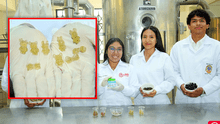 ¡Golosinas nutritivas! Universitarios de Chimbote crean gomitas a base de tocosh contra la anemia