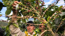 Café peruano: casi la mitad de hectáreas cosechadas ha sido afectada por la roya amarilla
