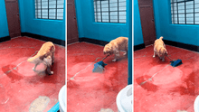 Perrito aprende a trapear el piso de su casa y usuarios bromean: “Su primera chamba”