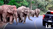 Manada de elefantes destruye un auto que atropelló a un bebé elefante del grupo en una carretera
