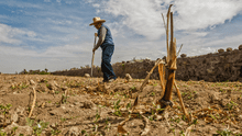 Agricultura y ganadería pierden US$123.000 millones al año por los desastres climáticos