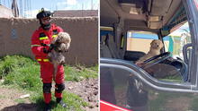 ¡Unos héroes! Bomberos rescatan a perro que estuvo atrapado en un pozo por 3 días en Puno