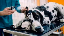 ¿Cómo funciona el fármaco que podría prolongar la vida de tu perro y que está por aprobarse en EE. UU.?