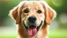 40 nombres para perros machos: lista de los más originales y cortos para tu mascota