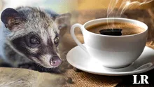 Del excremento de un animal a la taza de café más exclusiva: el Kopi Luwak de Indonesia