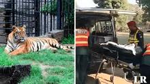 Hombre visita el zoológico y muere devorado por tigres: personal solo encontró su zapato