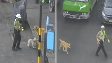 Policía ayuda a perritos a cruzar transitada vía de Tacna: “También los alimentó”