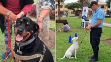 Pueblo Libre: Brigada Canina brindará clases gratuitas de adiestramiento para mascotas durante diciembre y enero