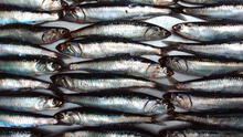 Produce establece límite de pesca de anchoveta en 150.000 toneladas para este año