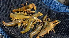Arequipa: temporada de pesca de camarón de río se extiende hasta el 2 de enero de 2024