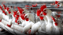 Gripe aviar: Midagri anuncia medidas sanitarias contra la influenza aviar a partir de 2024