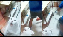 Gatito siente temor de una enorme rata y ‘pide’ ayuda para que lo rescaten