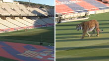 ¿Por qué el Barcelona soltó un tigre salvaje en el estadio olímpico de Montjuic?