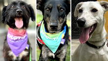 Callao: se necesita recaudar S/550 para seguir cuidando perritos abandonados o darlos en adopción