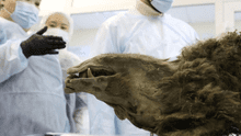 El oso momificado de 3.500 años hallado bajo el permafrost siberiano que sorprendió a los científicos