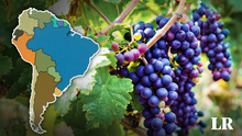 Este país de Sudamérica figura entre los principales productores de uva en el mundo