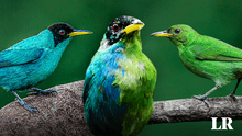 Ginandromorfia bilateral: la extraña condición del pájaro mitad hembra y mitad macho hallado en Colombia