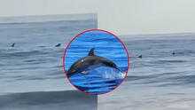 Captan a grupo de delfines en playa Boca del Río en Tacna: ¿a qué se debe?