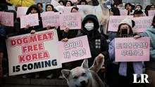 Histórico: Corea del Sur prohíbe la matanza, venta y consumo de carne de perro para 2027