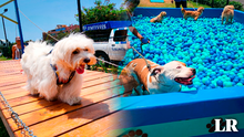"Mundo de 4 patas", el oasis para perros que es toda una sensación en pleno corazón de Surco