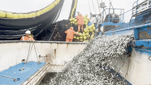 Produce concluye temporada de anchoveta al 70% de la cuota