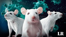 ¿Qué se sabe sobre la nueva cepa de COVID que mató al 100% de los ratones en un ensayo en China?