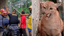 Puma muere ahorcado tras mala maniobra de rescate de la Policía en Madre de Dios