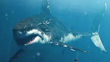 Científicos evidencian que megalodón, el tiburón gigante que vivía en el mar peruano, no era como se pensaba