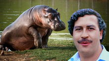 Pablo Escobar y su hipopótamo: película se estrenará en la Berlinale